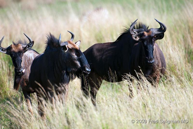 20090613_112732 D300 (2) X1.jpg - Wildebeast in Okavanga Delta, Botswana